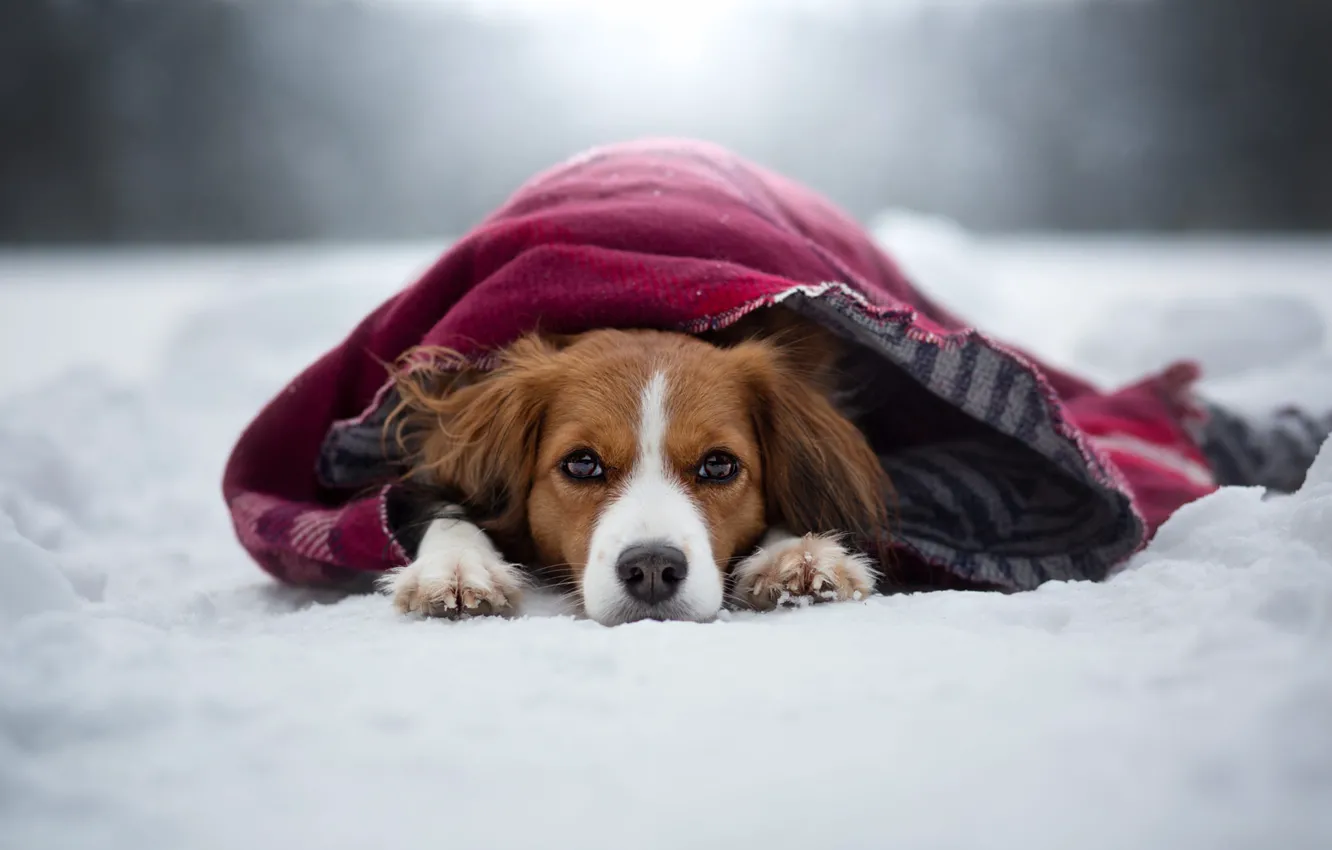Фото обои зима, взгляд, морда, снег, собака, лежит, плед, коикерхондье