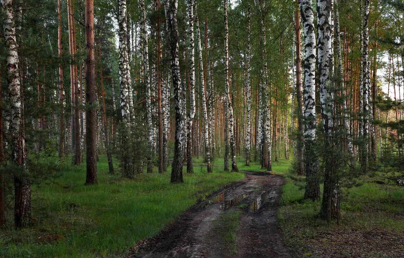 Фото обои дорога, лес, Тверская область