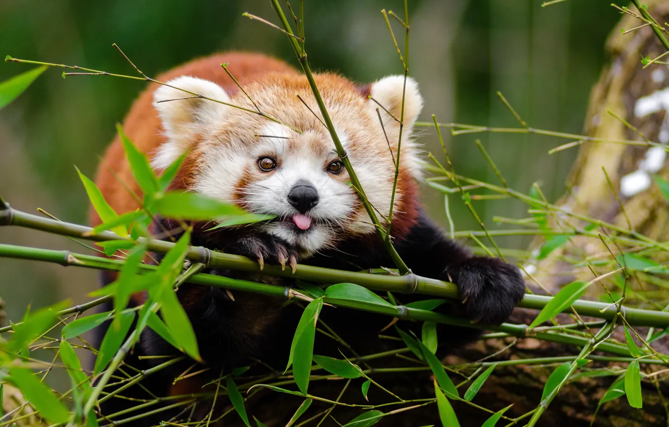 Фото обои ветка, красная панда, мордашка, листья бамбука