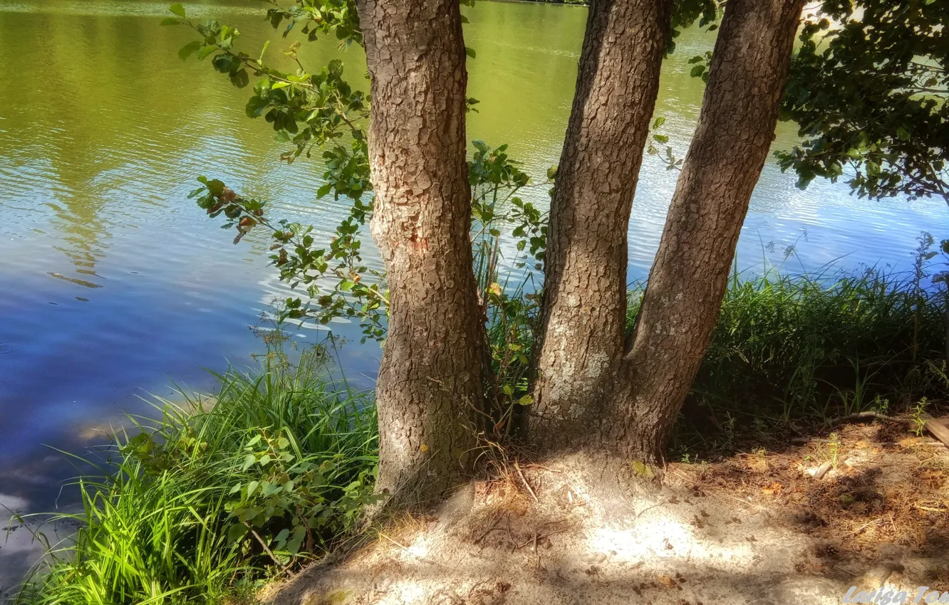 Фото обои лето, озеро, пруд, дерево