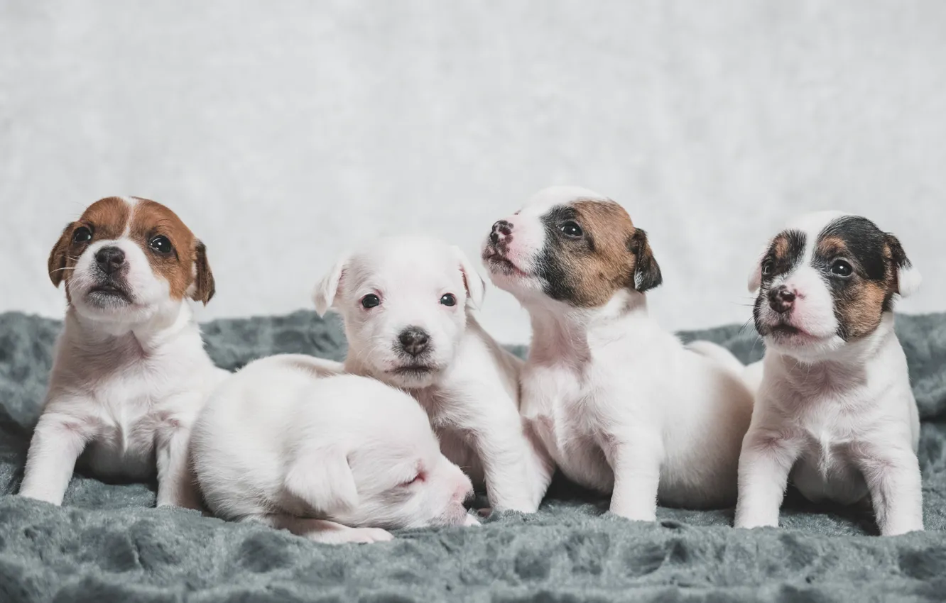 Фото обои собаки, щенки, малыши, Парсон Рассел Терьер