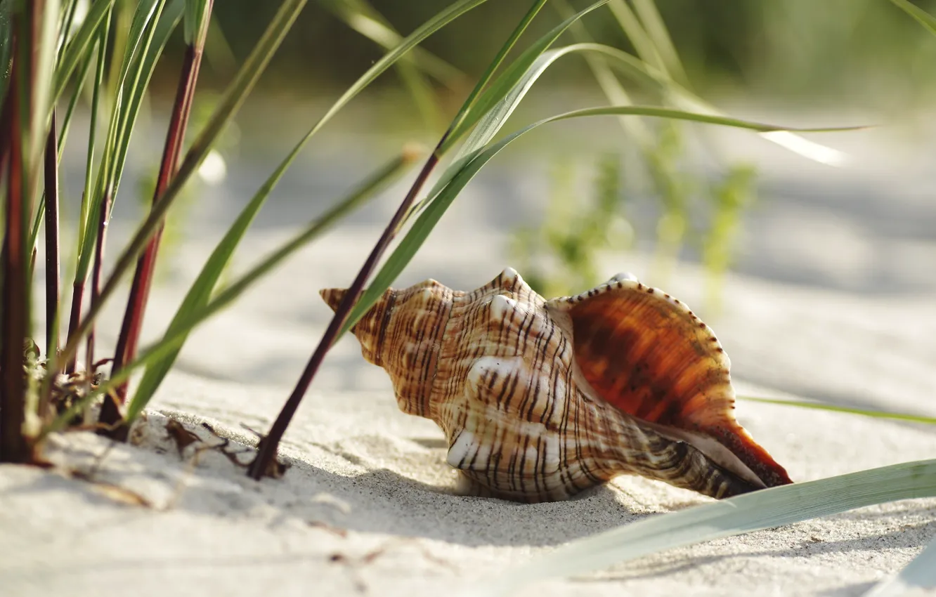 Фото обои песок, пляж, трава, ракушка, рапан