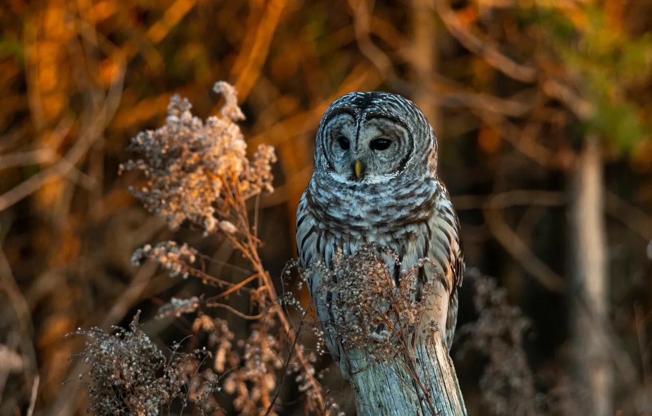 Фото обои осень, ветки, сова, птица, столбы, боке, неясыть