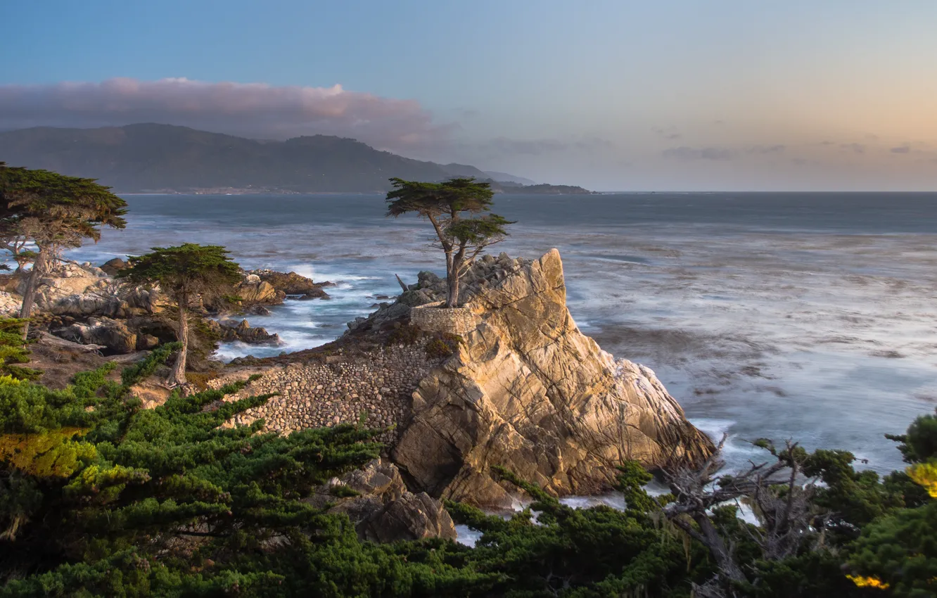 Фото обои деревья, пейзаж, природа, океан, скалы, США, кипарисы