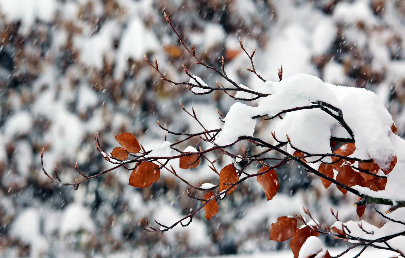 Фото обои зима, снег, природа, ветка