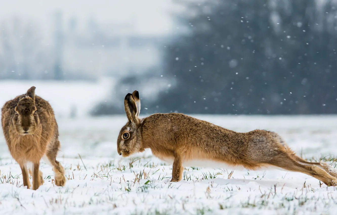 Фото обои зима, снег, зайцы, зарядка, отжимания