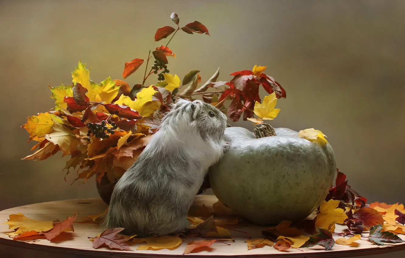 Фото обои грусть, осень, животные, листья, морская свинка