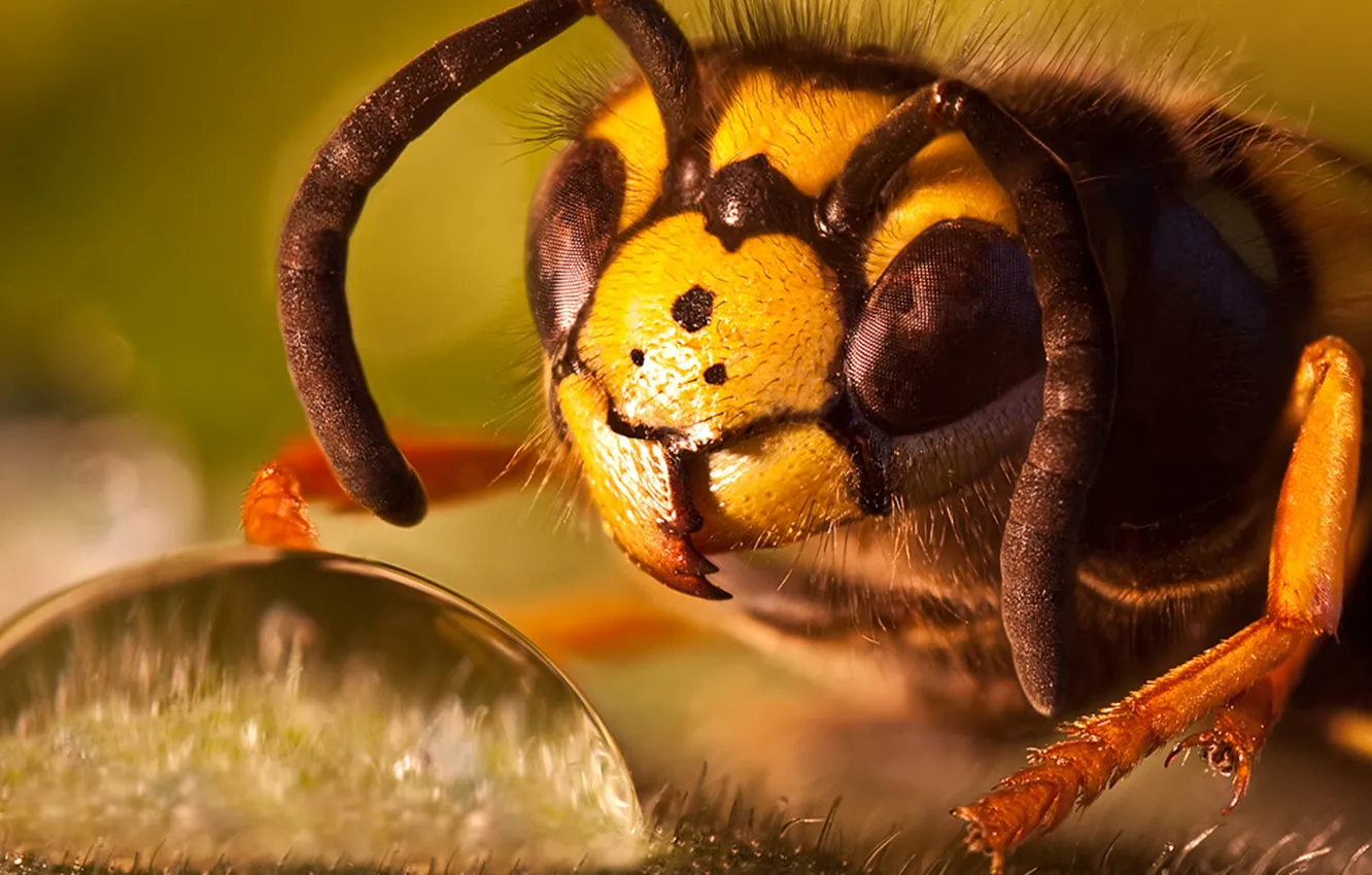 Фото обои нектар, пчела, капля