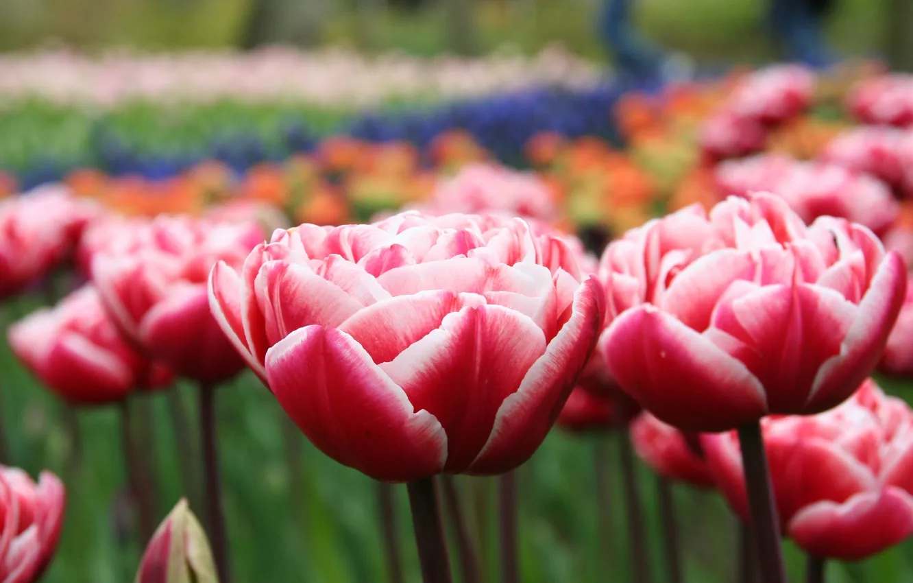 Фото обои макро, цветы, поляна, весна, лепестки, тюльпаны, красные, розовые