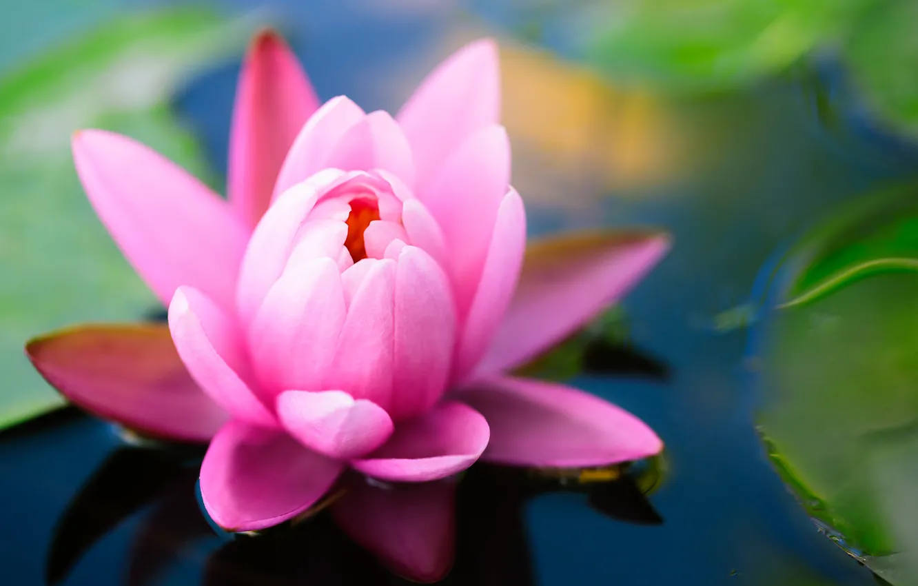 Фото обои цветок, листья, пруд, розовая, лотос, кувшинка, зеленые, водяная лилия