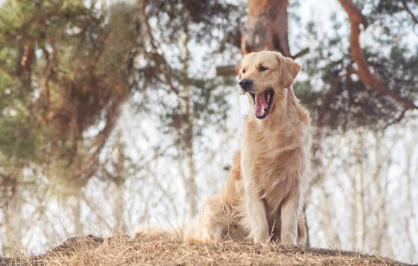 Фото обои собаки, dog, золотистый ретривер