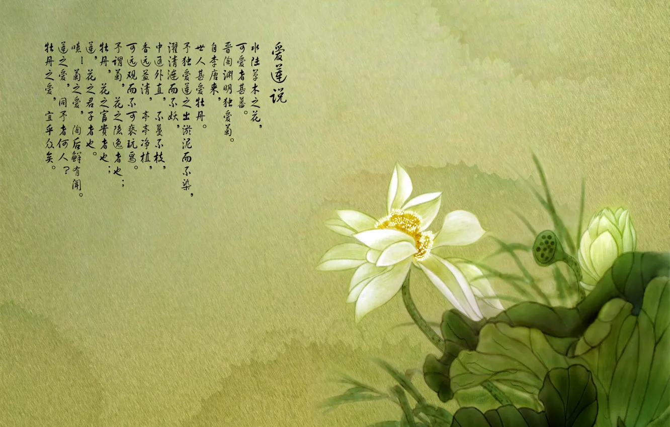 Фото обои цветок, лотос, иероглифы