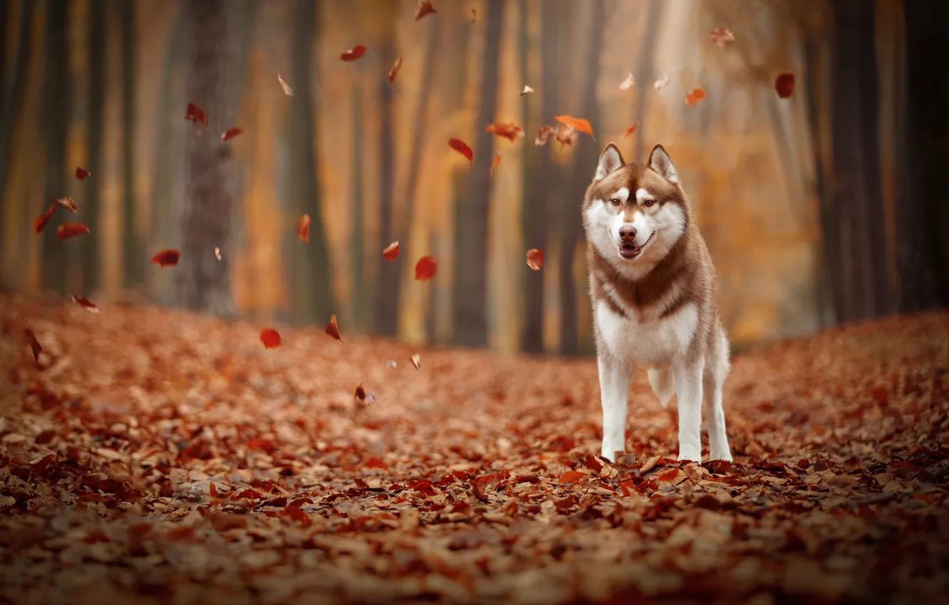 Фото обои осень, листья, листва, собака, Хаски