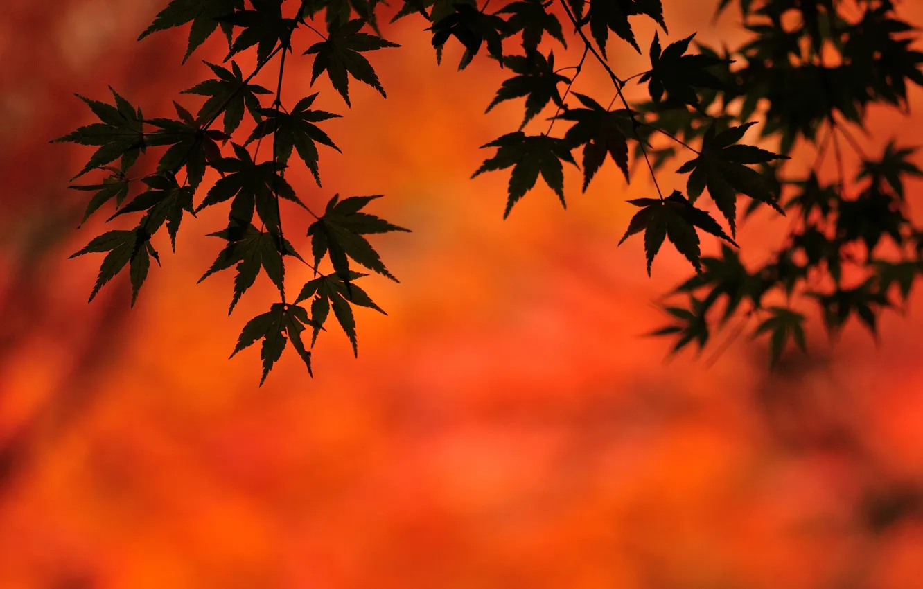 Фото обои осень, листья, фон, клен