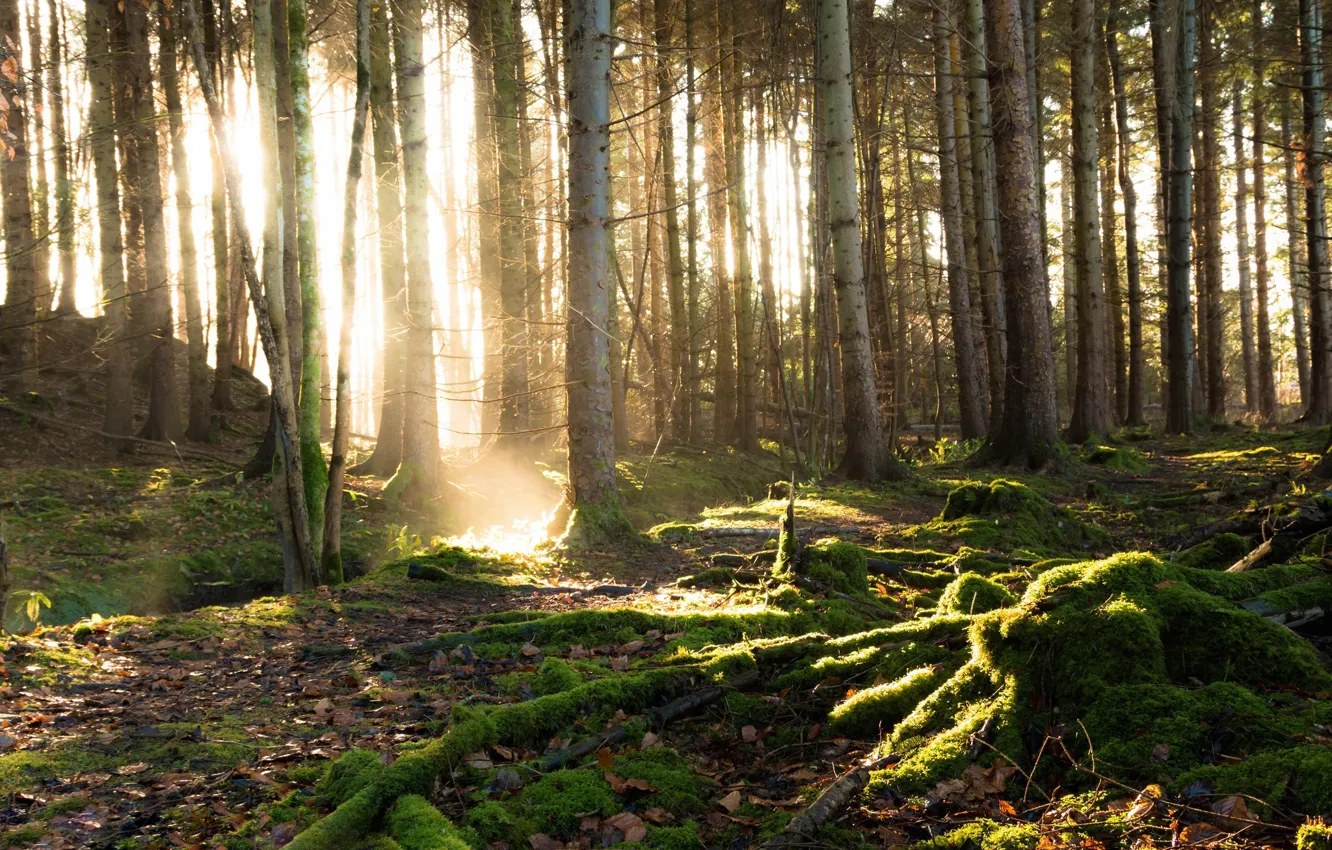 Фото обои лес, деревья, листва, мох, солнечный свет