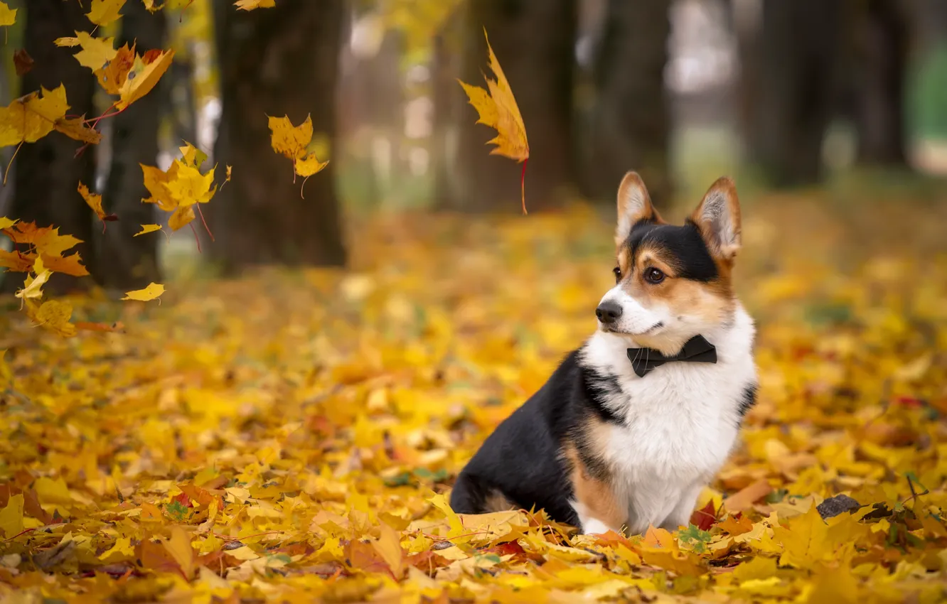 Фото обои осень, листья, галстук, корги