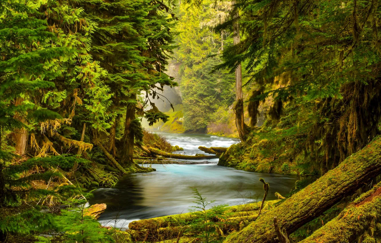 Фото обои лес, деревья, природа, река, камни, мох, Oregon, McKenzie River