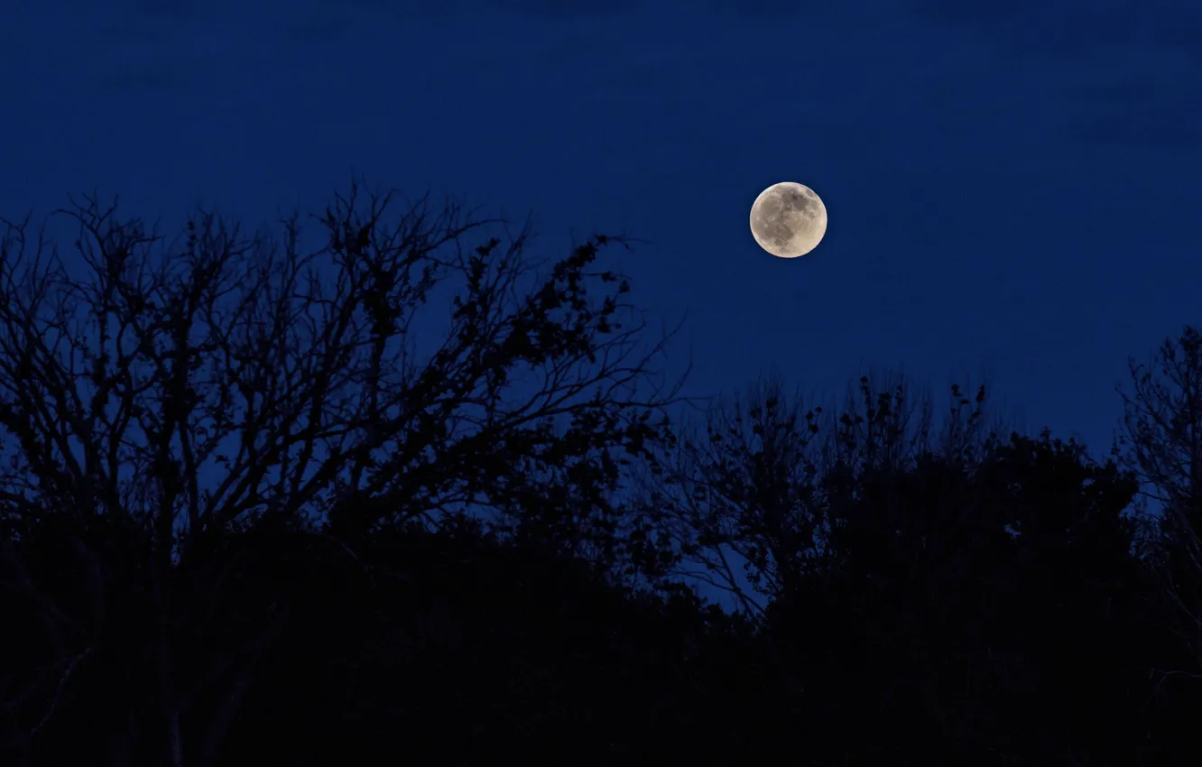 Фото обои небо, деревья, ночь, природа, луна, полнолуние