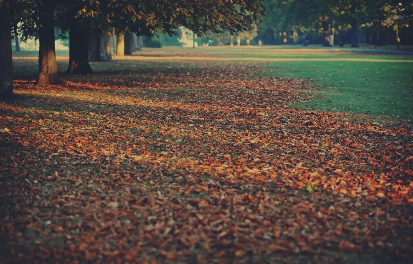 Фото обои осень, деревья, природа, ковер, листва