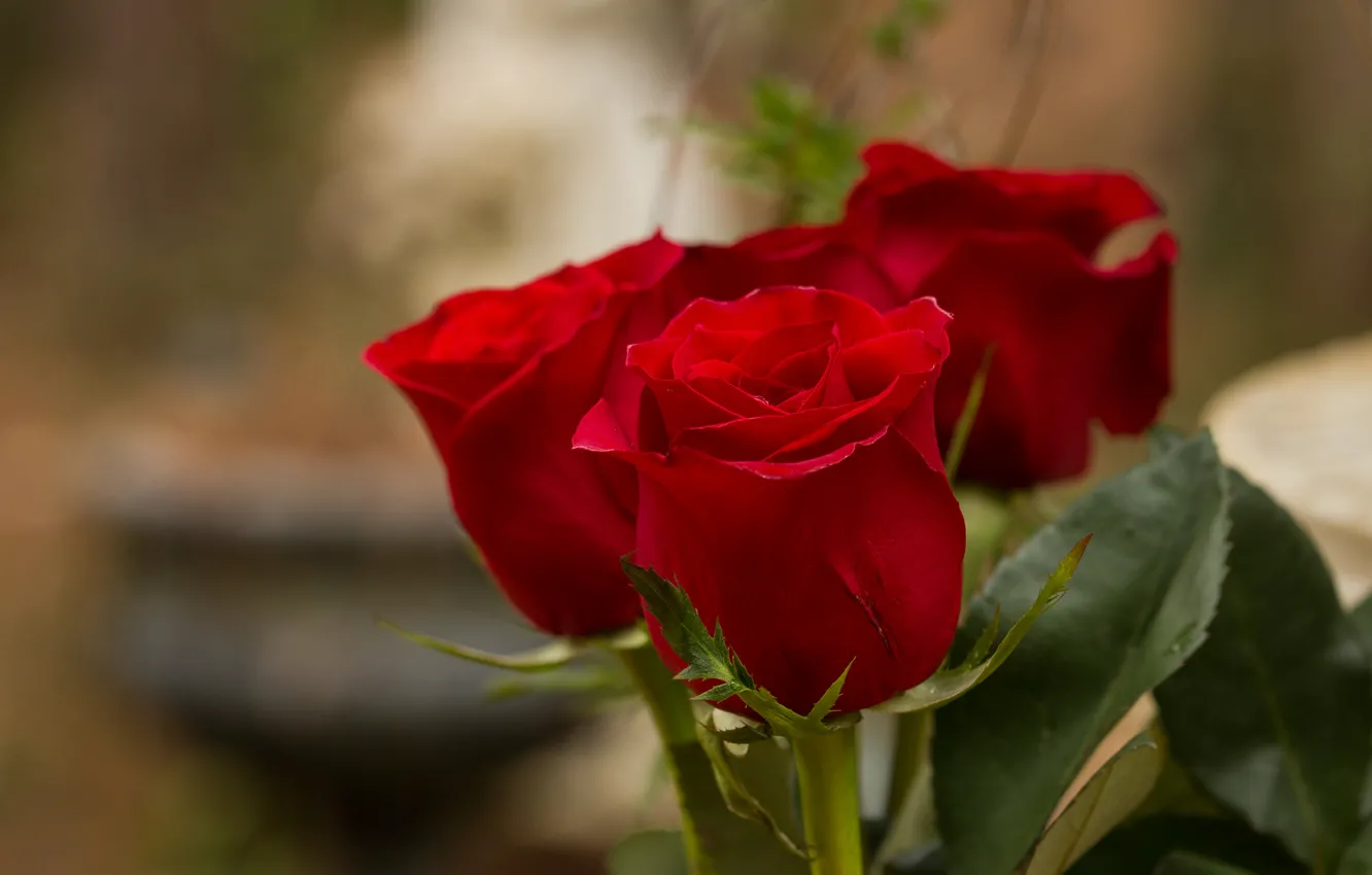 Фото обои розы, бутоны, боке