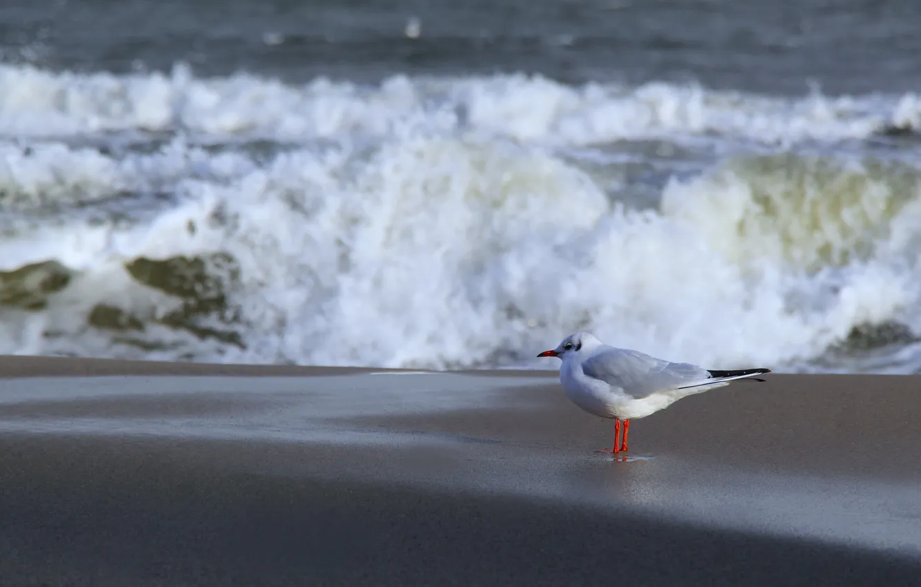 Фото обои beach, sea, wave, seagull