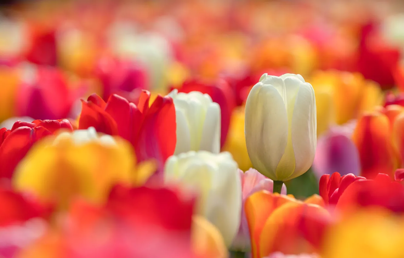 Фото обои белый, бутон, тюльпаны, разноцветные, боке