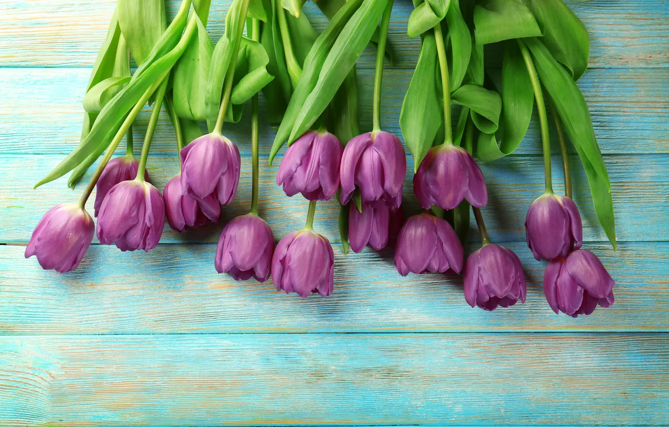 Фото обои цветы, букет, тюльпаны, wood, flowers, tulips, spring, purple