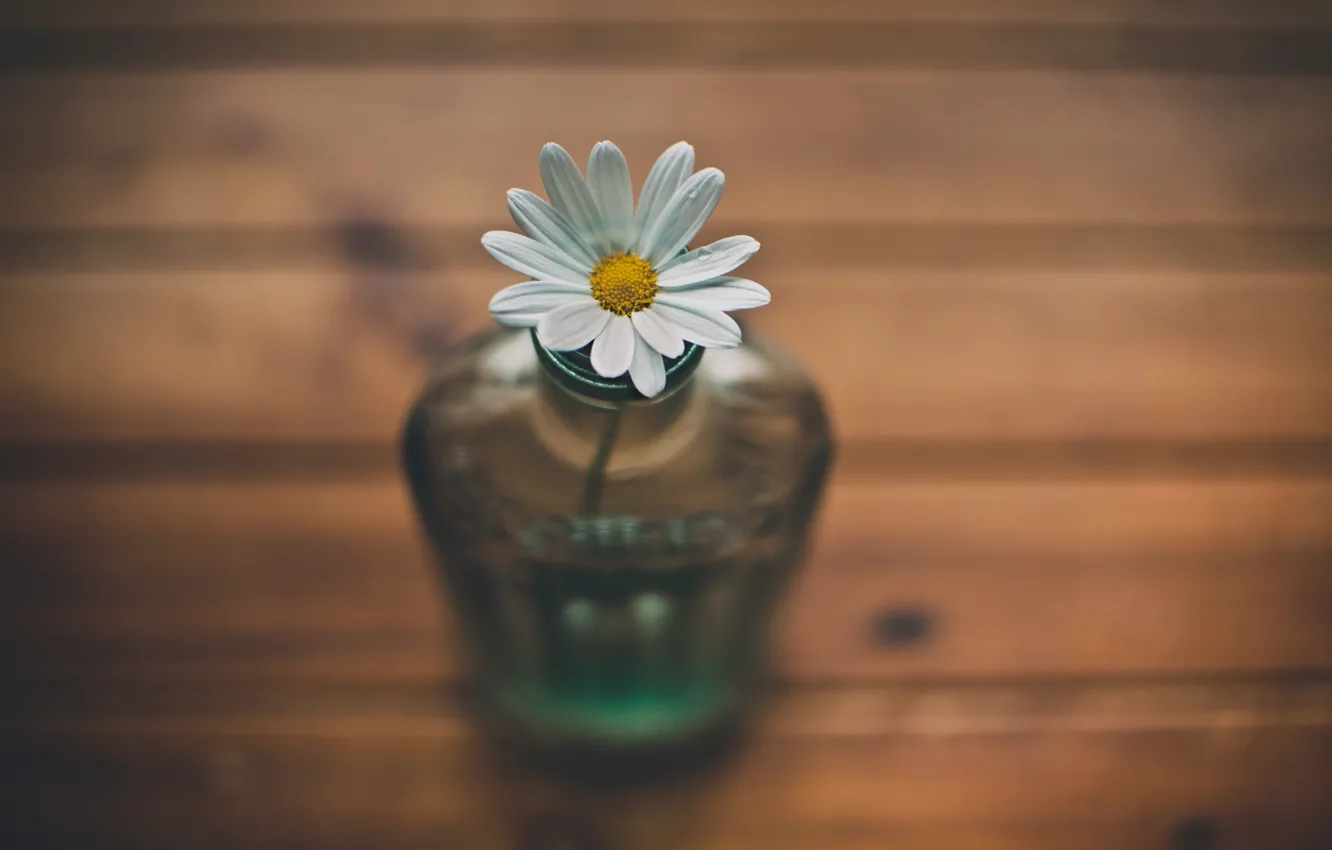 Фото обои цветок, ромашка, ваза