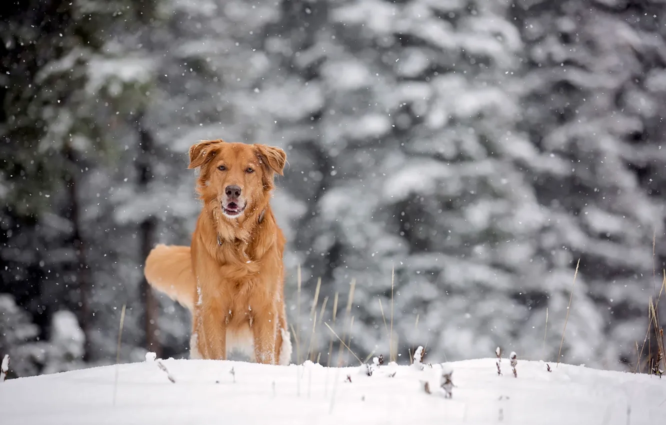 Фото обои зима, снег, собака, рыжая