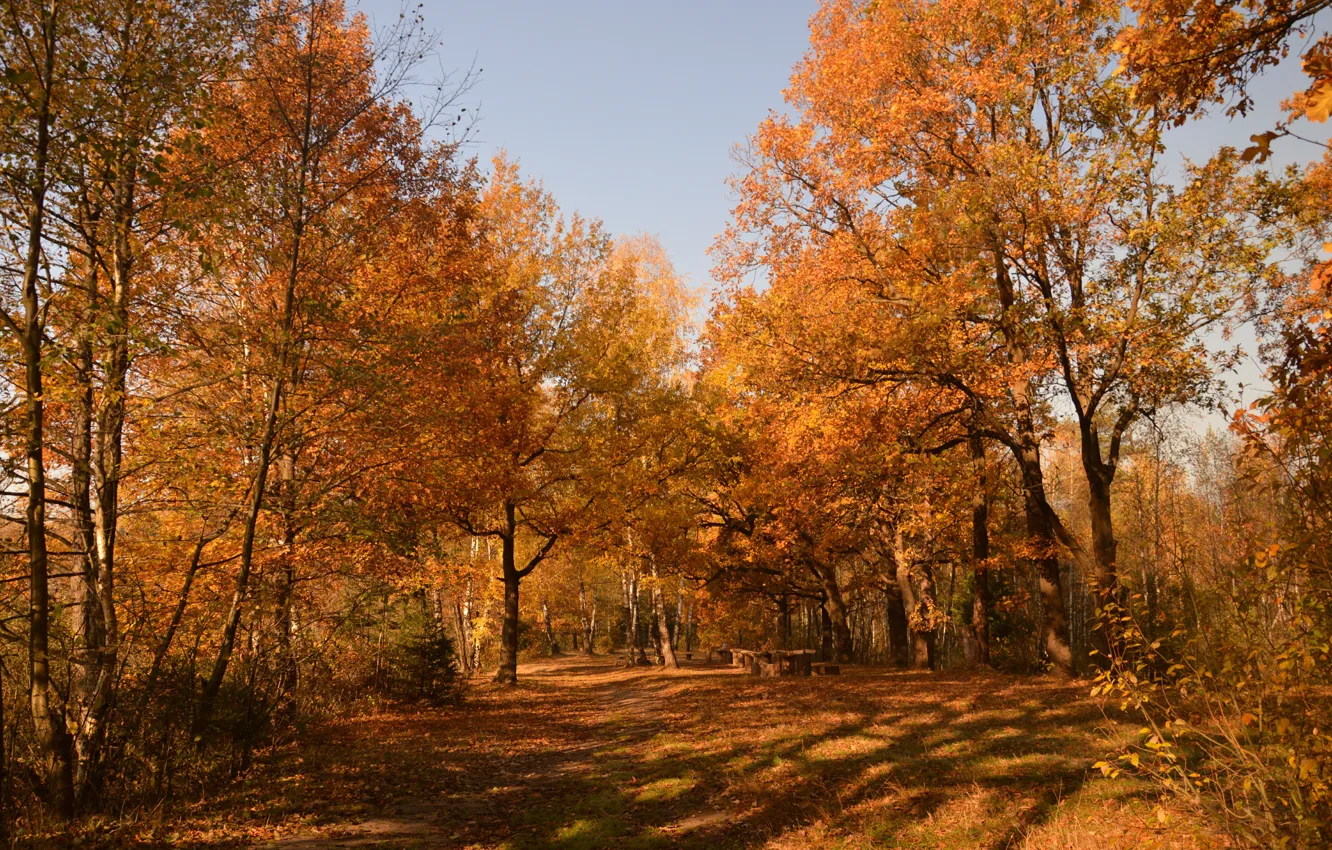 Фото обои Осень, Деревья, Парк, Fall, Park, Autumn, Trees