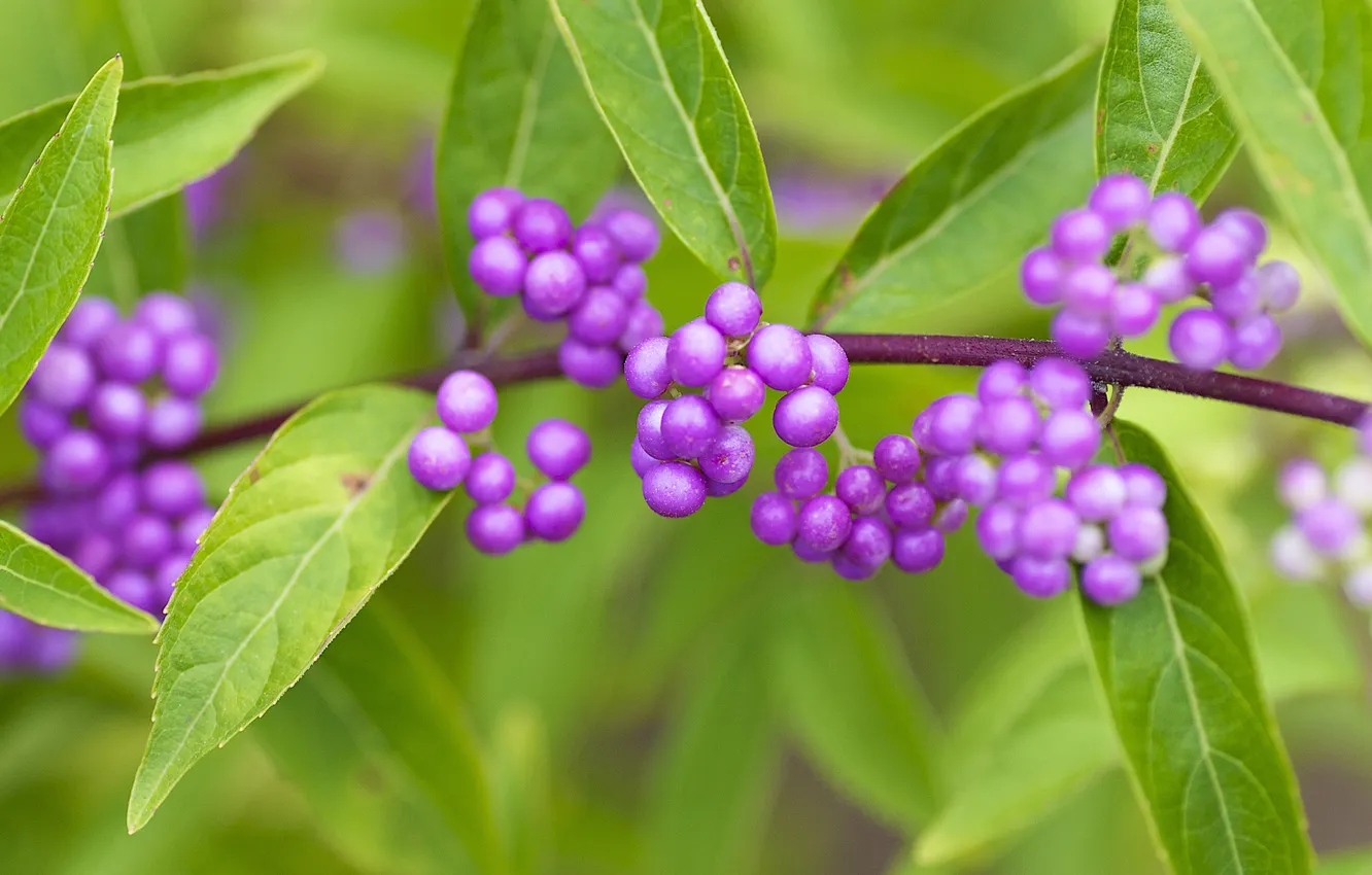 Фото обои макро, ягоды, Красивоплодник американский, American Beautyberry, Callicarpa americana