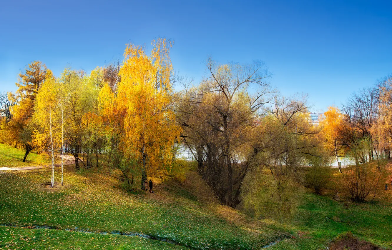 Фото обои осень, деревья, жёлтые