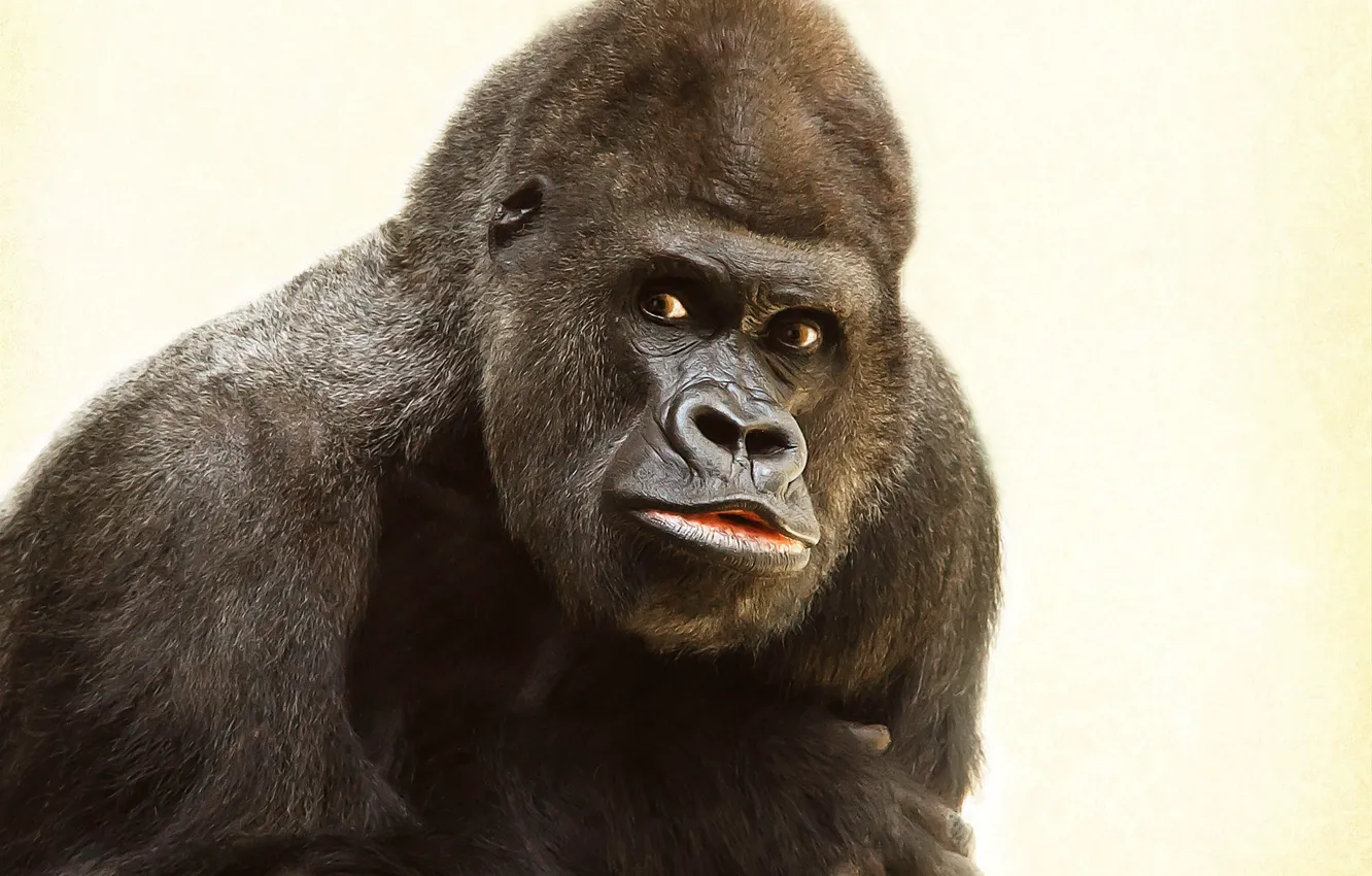 Фото обои animal, wildlife, gorilla-