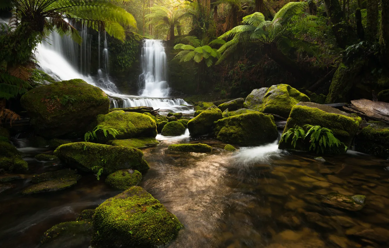 Фото обои природа, река, камни, водопад, джунгли, Тасмания