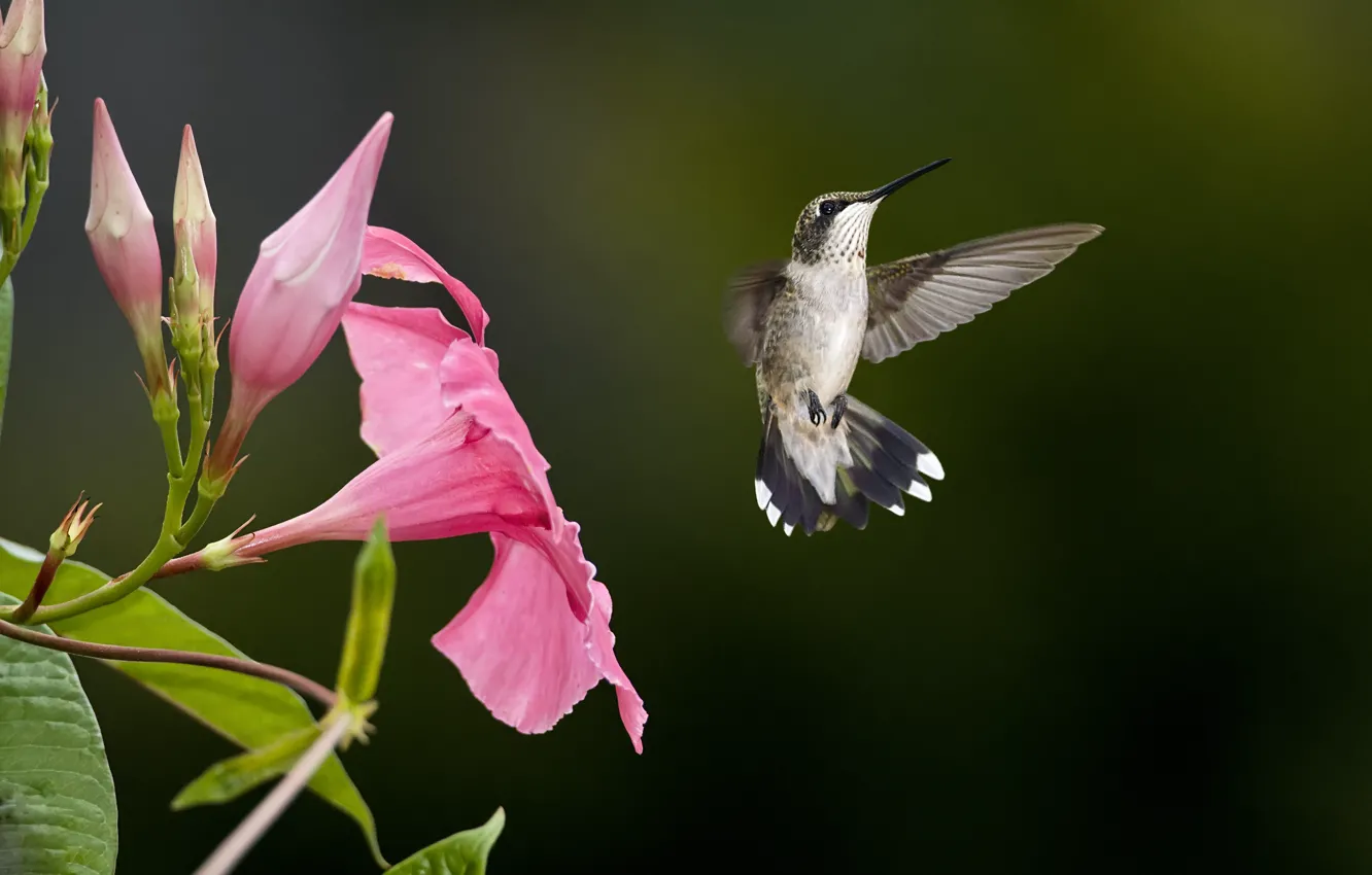 Фото обои цветок, розовый, птица, размытость, колибри