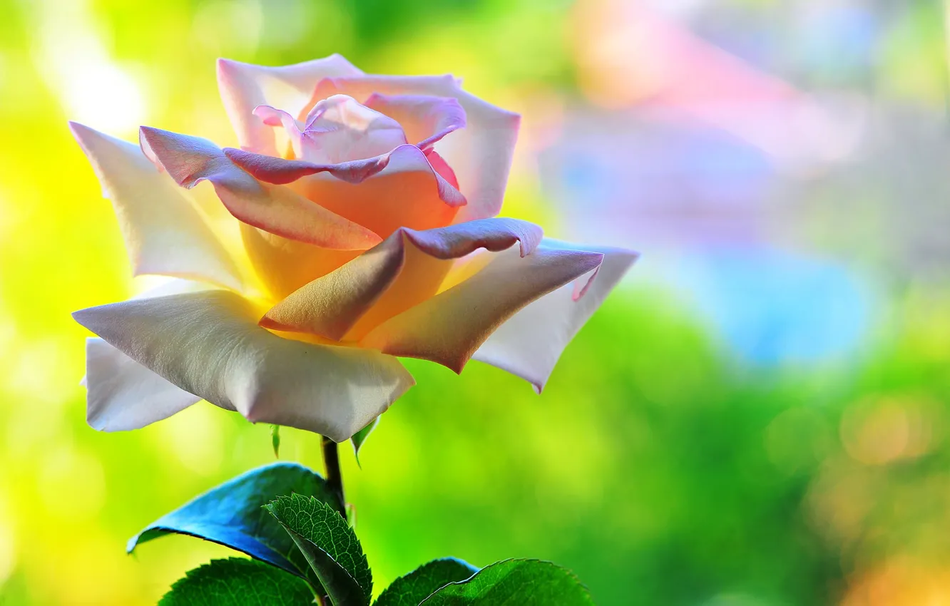 Фото обои цветок, макро, фон, роза