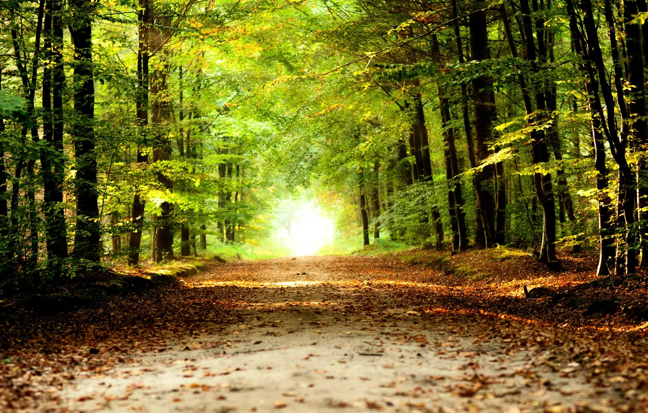 Фото обои forest, road, nature, sunlight, coas