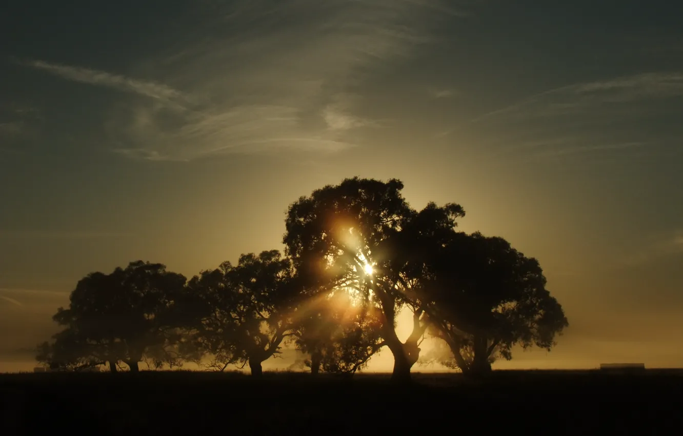 Фото обои солнце, деревья, пейзаж, природа, утро