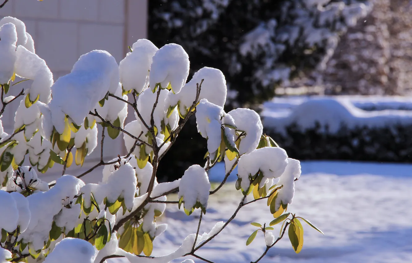 Фото обои winter, snow, twig