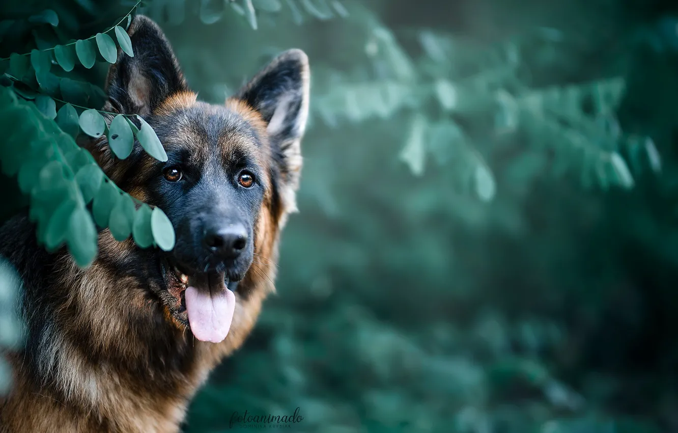 Фото обои морда, листья, природа, животное, собака, пёс, овчарка