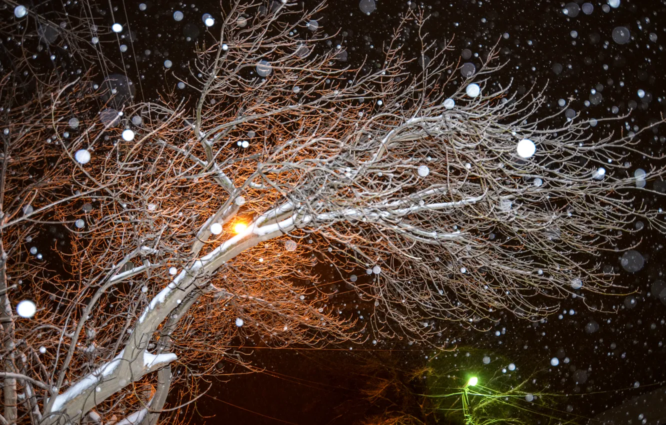 Фото обои зима, снег, ночь, дерево