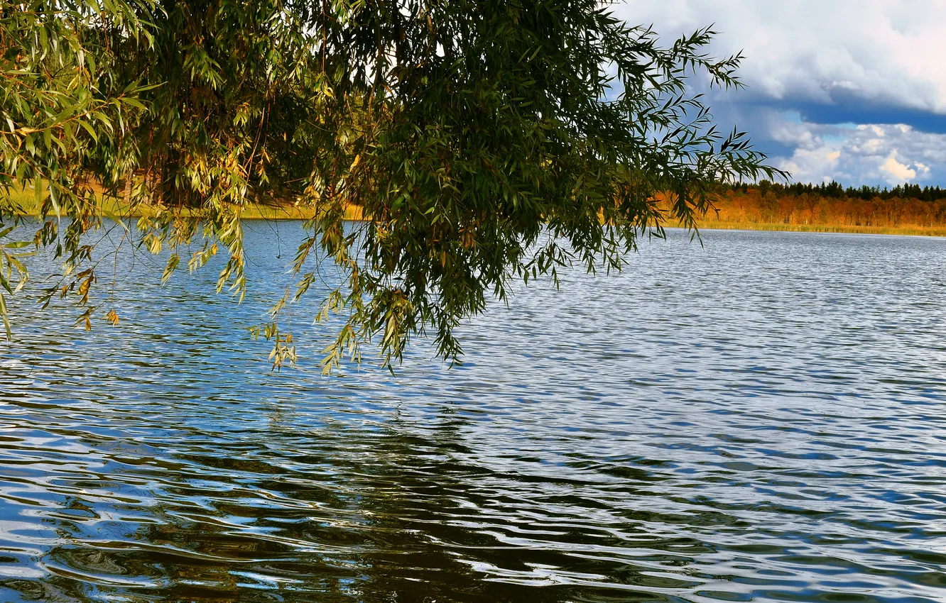 Фото обои волны, листья, озеро, дерево, ветла