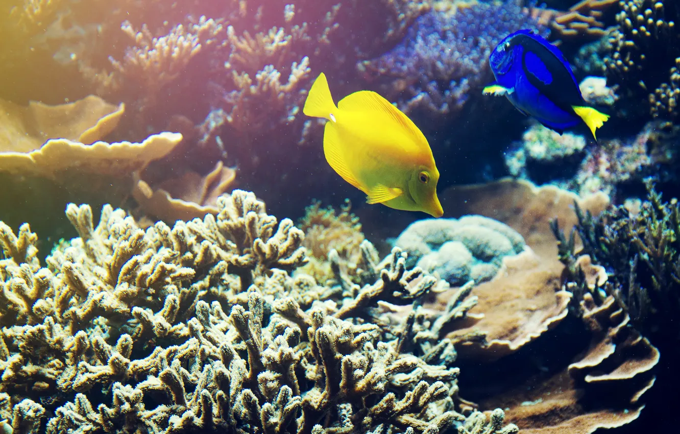 Фото обои beautiful, animal, fish, coral, red sea