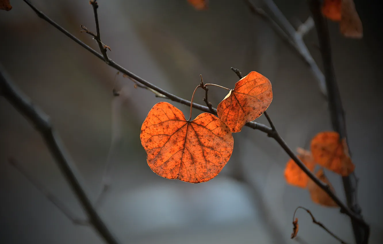Фото обои осень, листья, природа, by Placi1