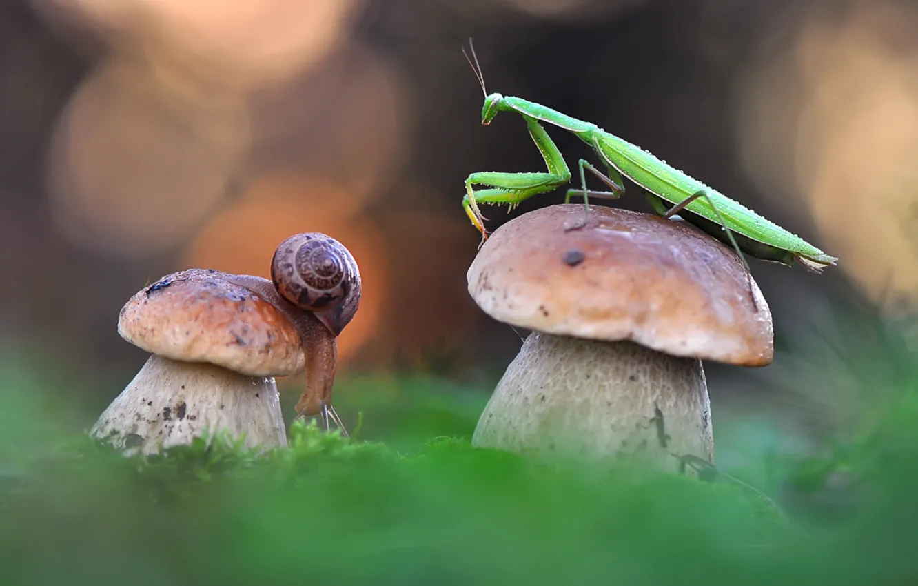 Фото обои грибы, улитка, богомол, боровик
