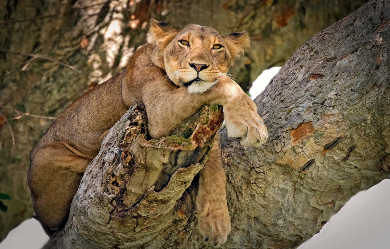 Фото обои взгляд, поза, дерево, модель, львица, дикая кошка, на дереве