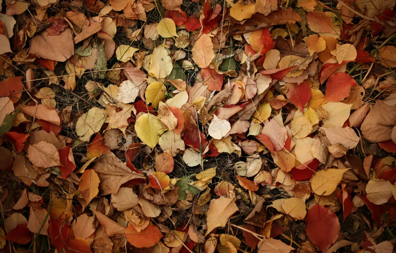 Фото обои листья, ветки, земля, Осень