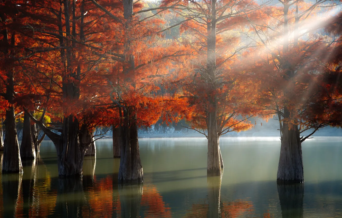 Фото обои осень, лучи, свет, деревья, природа, озеро, кипарисы