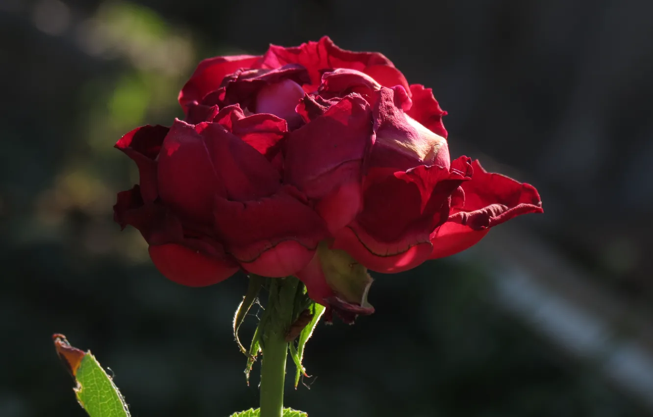 Фото обои цветок, красный, Роза, боке