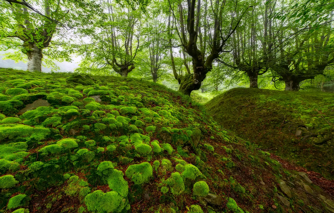 Фото обои лес, деревья, мох, овраг, Испания, бук, Бискайя